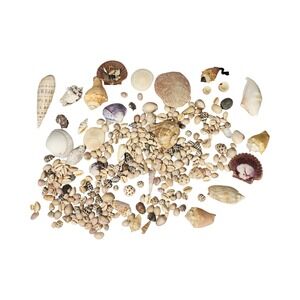 Natural Sea Shell Bulk Lot Cowrie Conch Sand Dollar Crafting Mix Craft Art